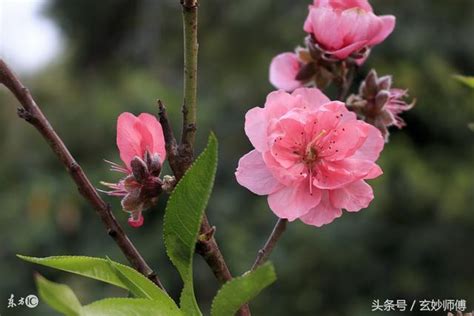 種桃花招桃花|招桃花是什麼？如何【增加桃花運】100個秘方方法，。